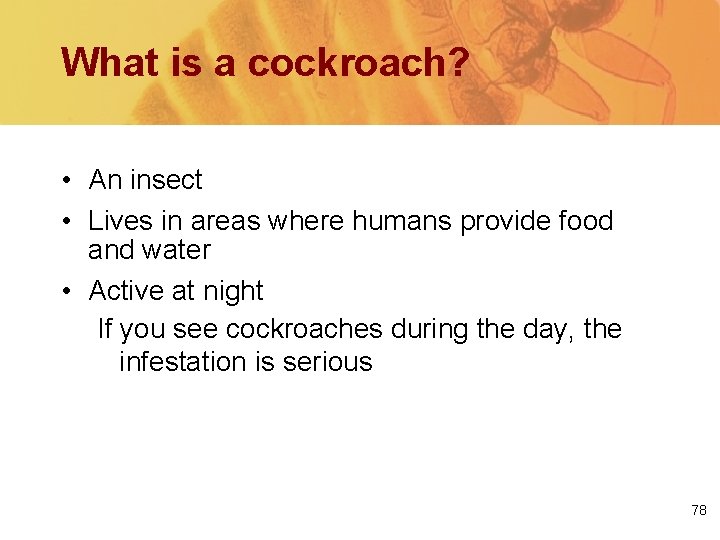 What is a cockroach? • An insect • Lives in areas where humans provide