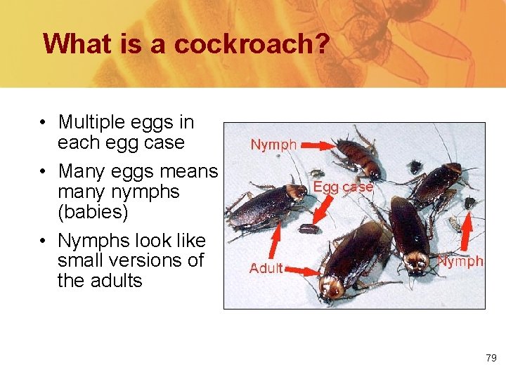 What is a cockroach? • Multiple eggs in each egg case • Many eggs