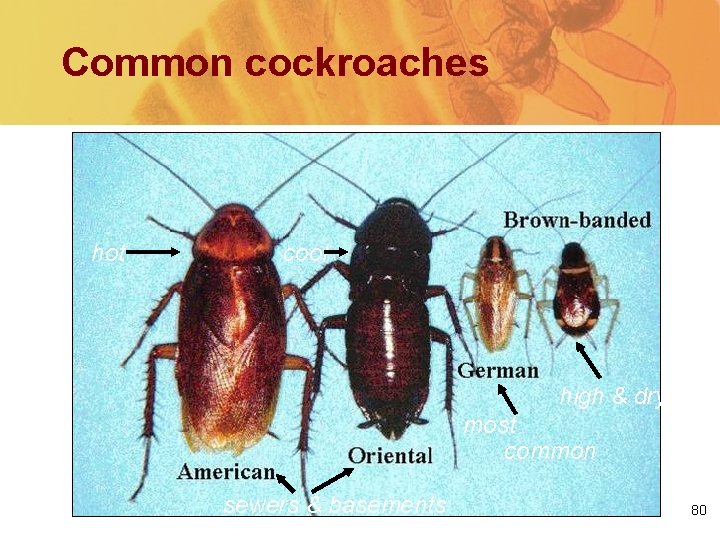 Common cockroaches hot cool high & dry most common sewers & basements 80 