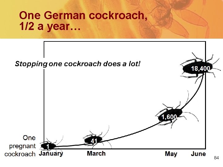 One German cockroach, 1/2 a year… 84 