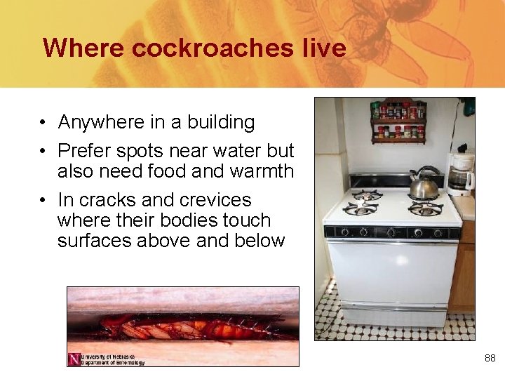 Where cockroaches live • Anywhere in a building • Prefer spots near water but