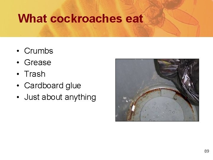 What cockroaches eat • • • Crumbs Grease Trash Cardboard glue Just about anything