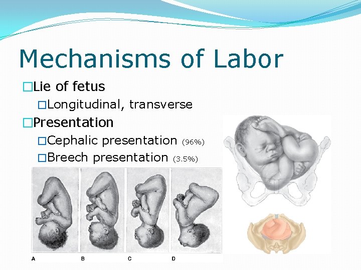 Mechanisms of Labor �Lie of fetus �Longitudinal, transverse �Presentation �Cephalic presentation (96%) �Breech presentation