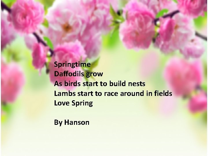 Springtime Daffodils grow As birds start to build nests Lambs start to race around