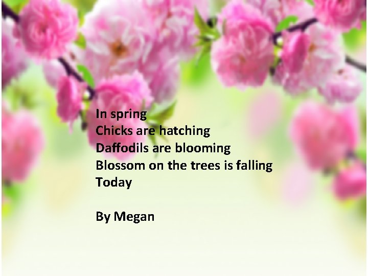 In spring Chicks are hatching Daffodils are blooming Blossom on the trees is falling