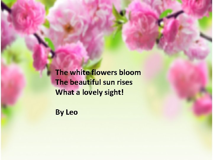 The white flowers bloom The beautiful sun rises What a lovely sight! By Leo
