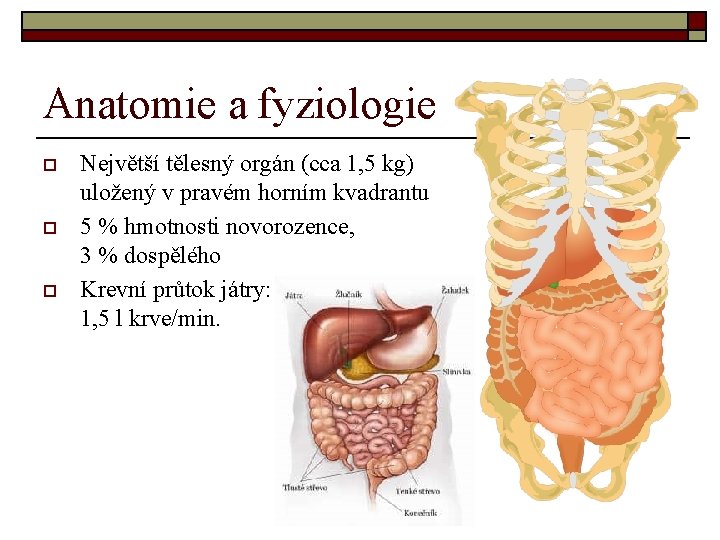 Anatomie a fyziologie o o o Největší tělesný orgán (cca 1, 5 kg) uložený