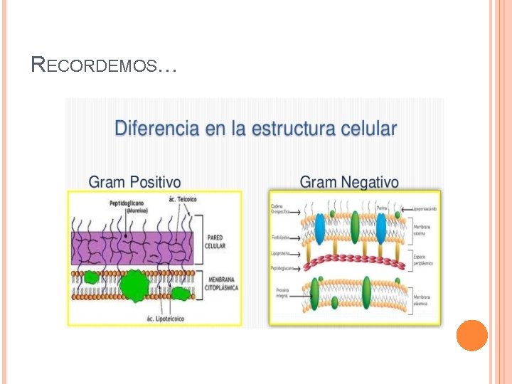 RECORDEMOS… 