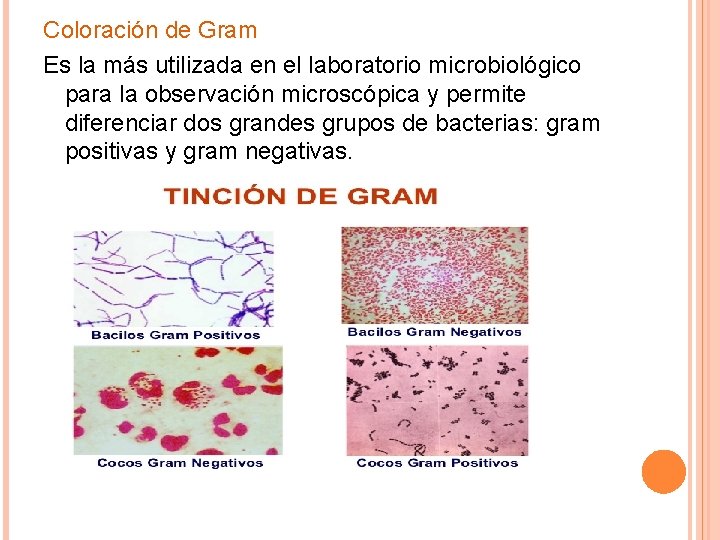 Coloración de Gram Es la más utilizada en el laboratorio microbiológico para la observación