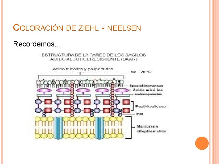 COLORACIÓN DE ZIEHL - NEELSEN Recordemos… 