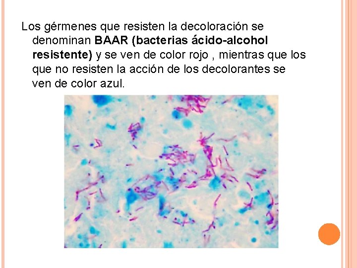 Los gérmenes que resisten la decoloración se denominan BAAR (bacterias ácido-alcohol resistente) y se