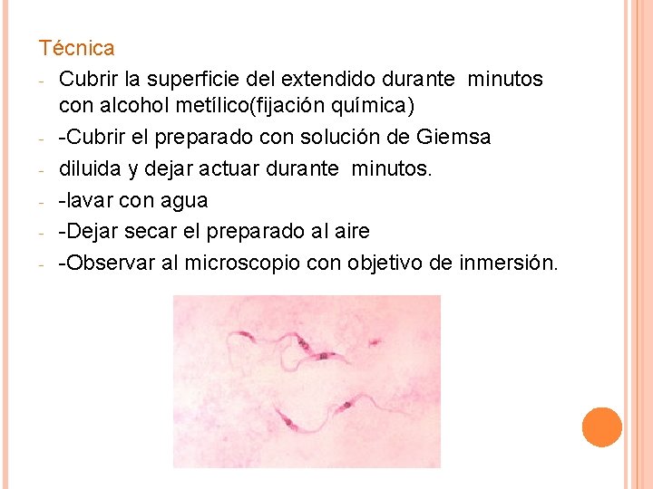 Técnica - Cubrir la superficie del extendido durante minutos con alcohol metílico(fijación química) -
