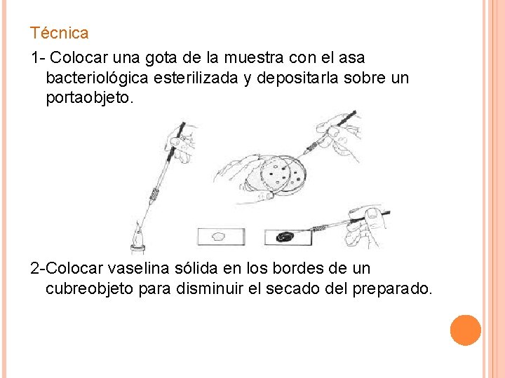 Técnica 1 - Colocar una gota de la muestra con el asa bacteriológica esterilizada