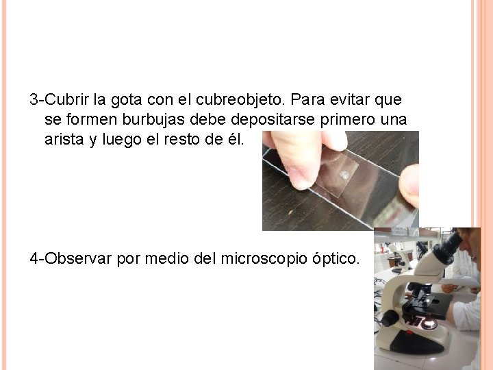 3 -Cubrir la gota con el cubreobjeto. Para evitar que se formen burbujas debe
