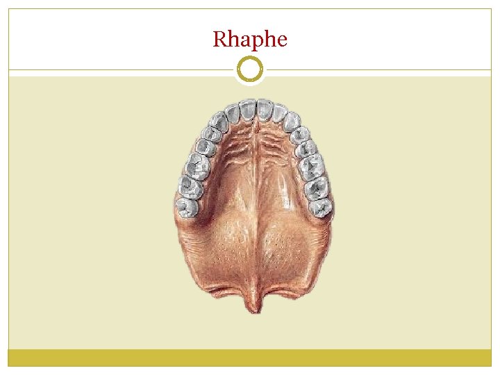 Rhaphe 