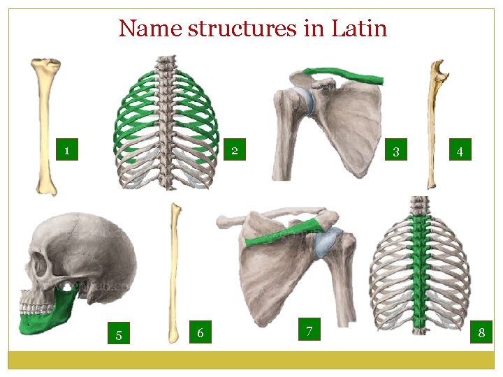 Name structures in Latin 1 2 5 6 3 7 4 8 
