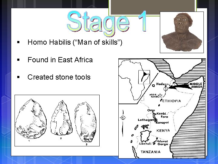 § Homo Habilis (“Man of skills”) § Found in East Africa § Created stone