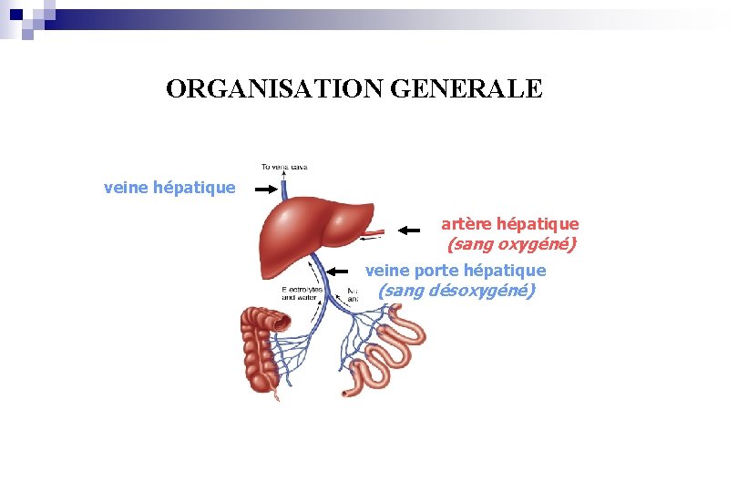 ORGANISATION GENERALE veine hépatique artère hépatique (sang oxygéné) veine porte hépatique (sang désoxygéné) 
