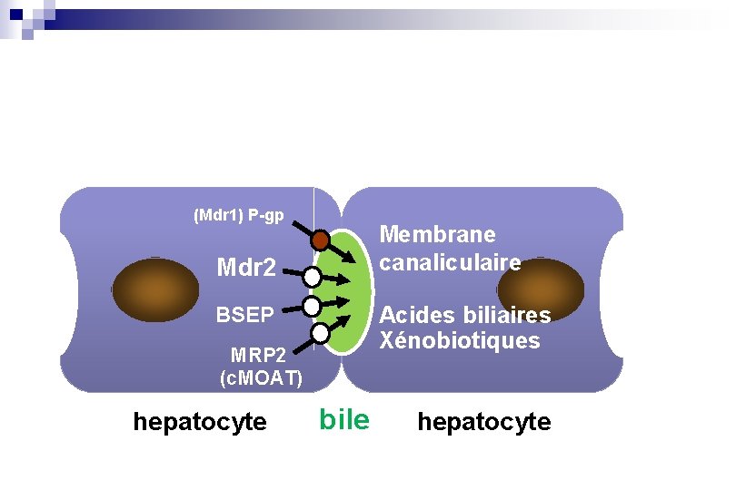 (Mdr 1) P-gp Membrane canaliculaire Mdr 2 Acides biliaires Xénobiotiques BSEP MRP 2 (c.