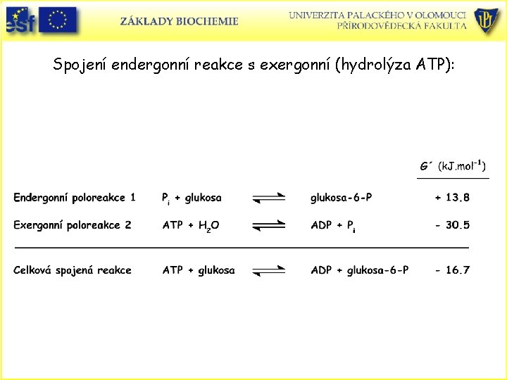 Spojení endergonní reakce s exergonní (hydrolýza ATP): 