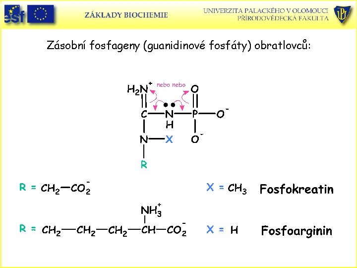 Zásobní fosfageny (guanidinové fosfáty) obratlovců: 