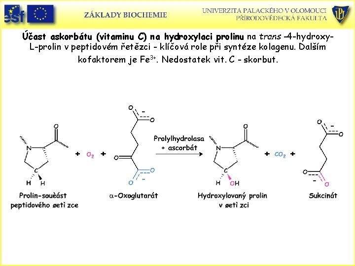 Účast askorbátu (vitaminu C) na hydroxylaci prolinu na trans -4 -hydroxy. L-prolin v peptidovém