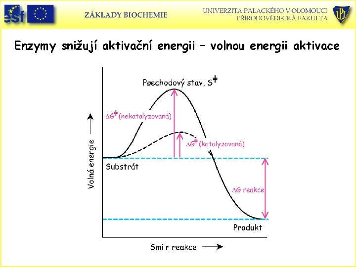 Enzymy snižují aktivační energii – volnou energii aktivace 