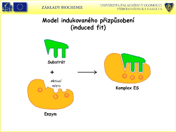 Model indukovaného přizpůsobení (induced fit) 