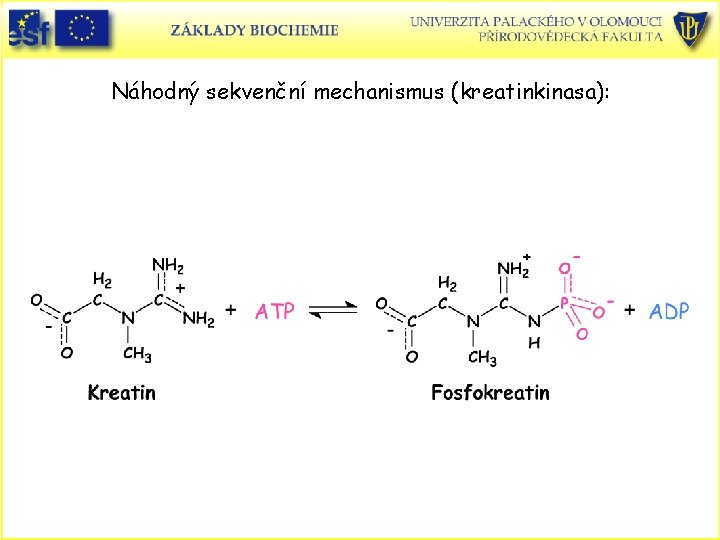 Náhodný sekvenční mechanismus (kreatinkinasa): 