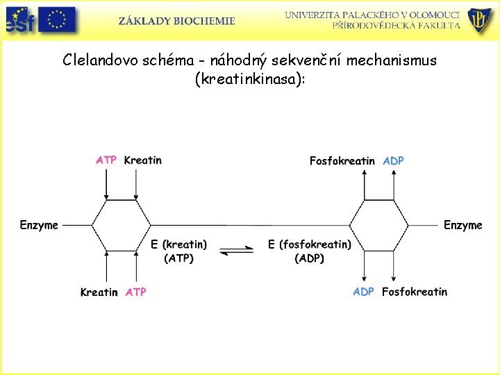 Clelandovo schéma - náhodný sekvenční mechanismus (kreatinkinasa): 