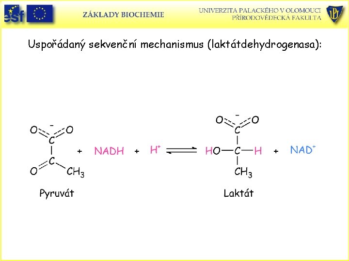 Uspořádaný sekvenční mechanismus (laktátdehydrogenasa): 