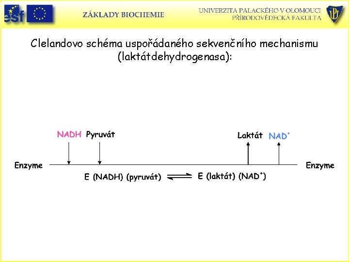 Clelandovo schéma uspořádaného sekvenčního mechanismu (laktátdehydrogenasa): 