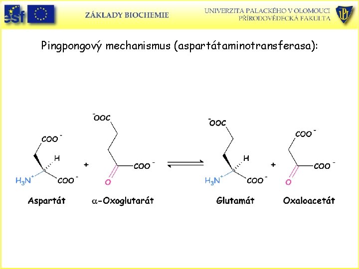 Pingpongový mechanismus (aspartátaminotransferasa): 