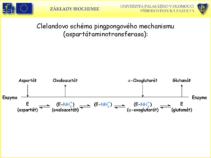 Clelandovo schéma pingpongového mechanismu (aspartátaminotransferasa): 