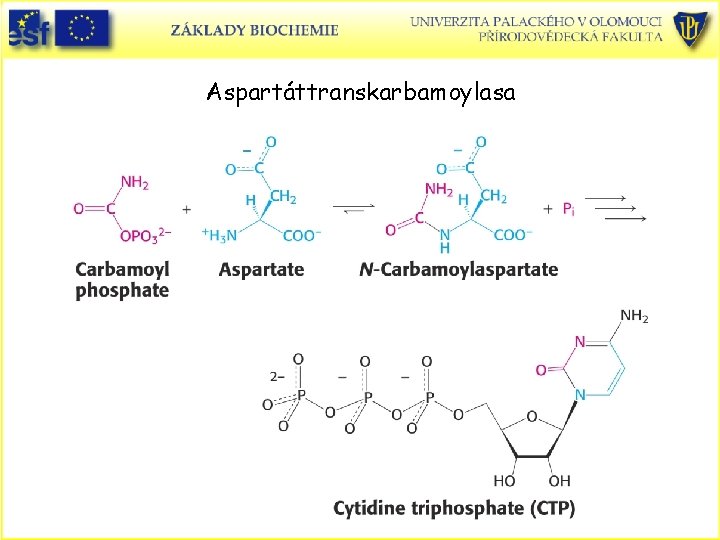 Aspartáttranskarbamoylasa 