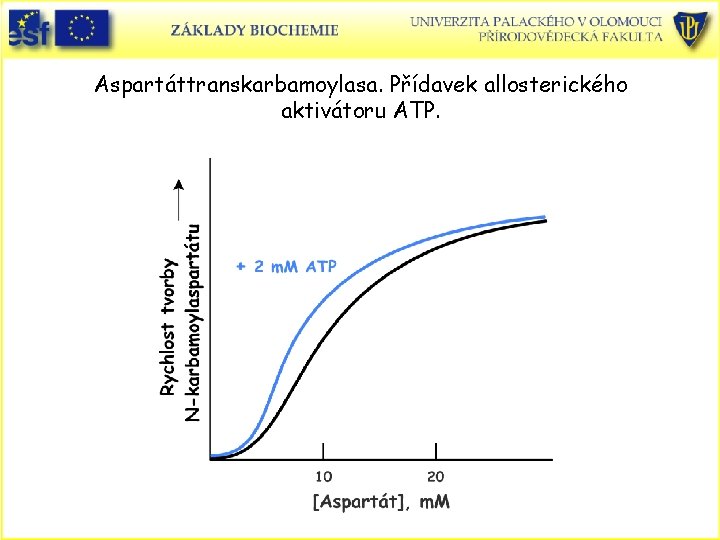 Aspartáttranskarbamoylasa. Přídavek allosterického aktivátoru ATP. 