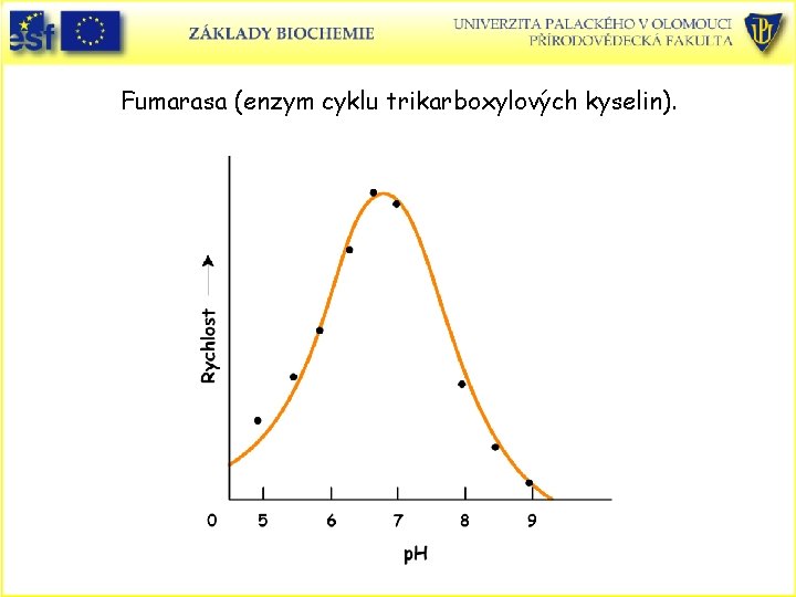 Fumarasa (enzym cyklu trikarboxylových kyselin). 