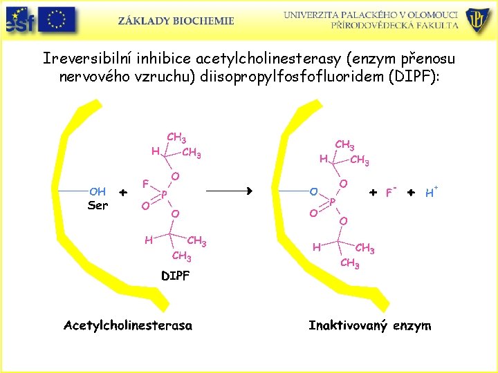 Ireversibilní inhibice acetylcholinesterasy (enzym přenosu nervového vzruchu) diisopropylfosfofluoridem (DIPF): 