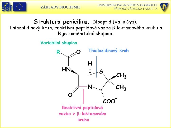 Struktura penicilinu. Dipeptid (Val a Cys). Thiazolidinový kruh, reaktivní peptidová vazba b-laktamového kruhu a