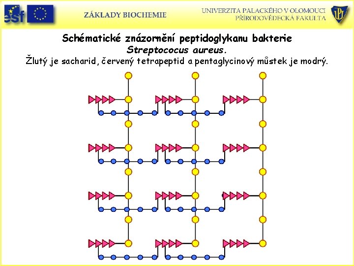 Schématické znázornění peptidoglykanu bakterie Streptococus aureus. Žlutý je sacharid, červený tetrapeptid a pentaglycinový můstek