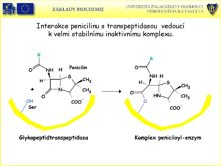 Interakce penicilinu s transpeptidasou vedoucí k velmi stabilnímu inaktivnímu komplexu. 