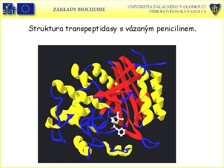 Struktura transpeptidasy s vázaným penicilinem. 