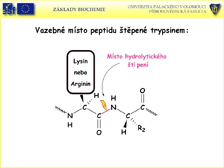 Vazebné místo peptidu štěpené trypsinem: 