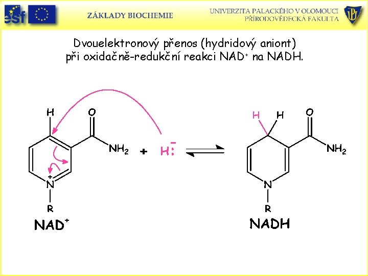 Dvouelektronový přenos (hydridový aniont) při oxidačně-redukční reakci NAD+ na NADH. 