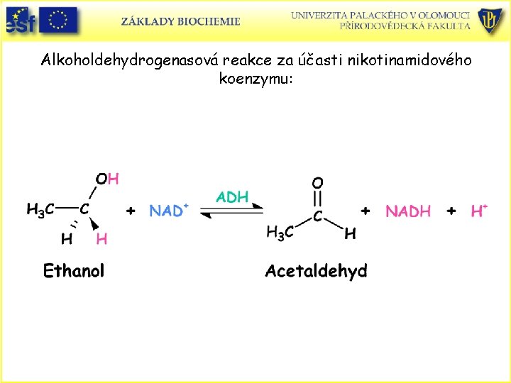 Alkoholdehydrogenasová reakce za účasti nikotinamidového koenzymu: 