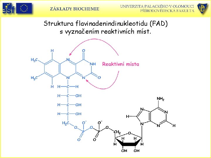 Struktura flavinadenindinukleotidu (FAD) s vyznačením reaktivních míst. 
