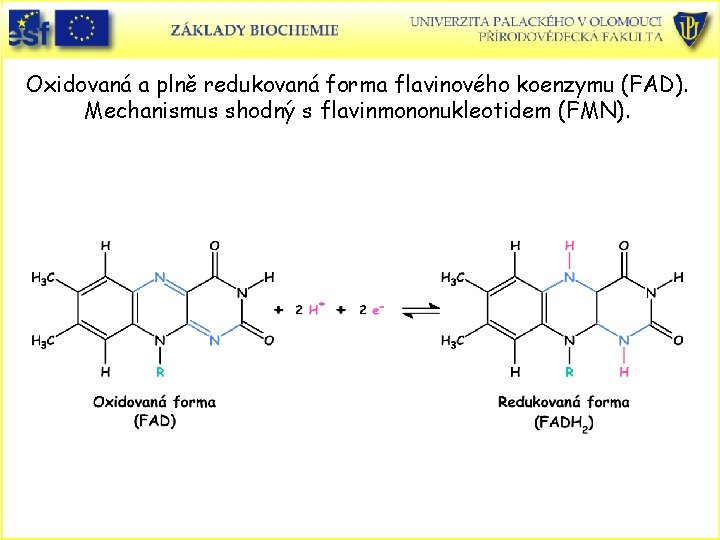 Oxidovaná a plně redukovaná forma flavinového koenzymu (FAD). Mechanismus shodný s flavinmononukleotidem (FMN). 