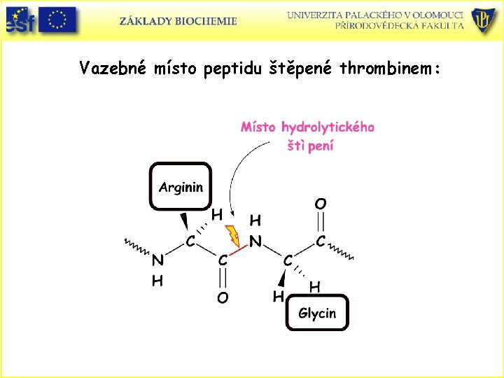 Vazebné místo peptidu štěpené thrombinem: 