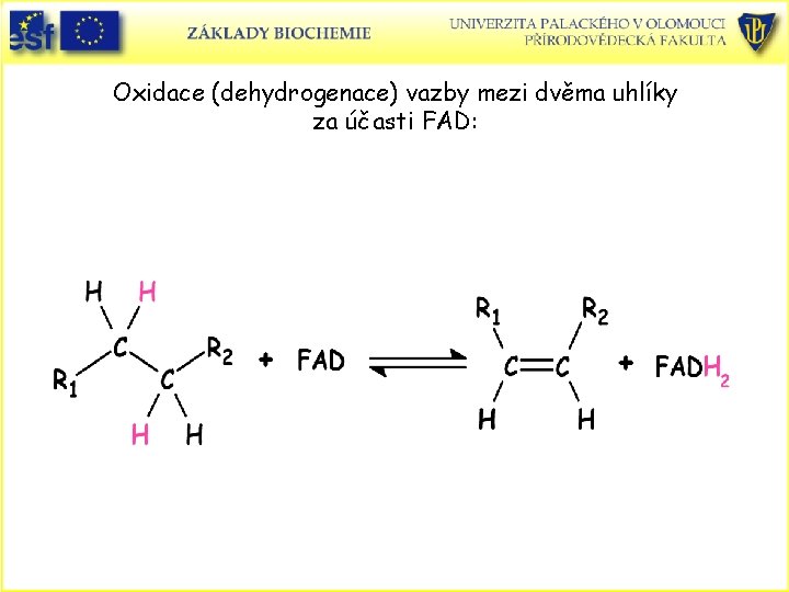 Oxidace (dehydrogenace) vazby mezi dvěma uhlíky za účasti FAD: 