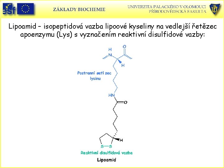 Lipoamid – isopeptidová vazba lipoové kyseliny na vedlejší řetězec apoenzymu (Lys) s vyznačením reaktivní